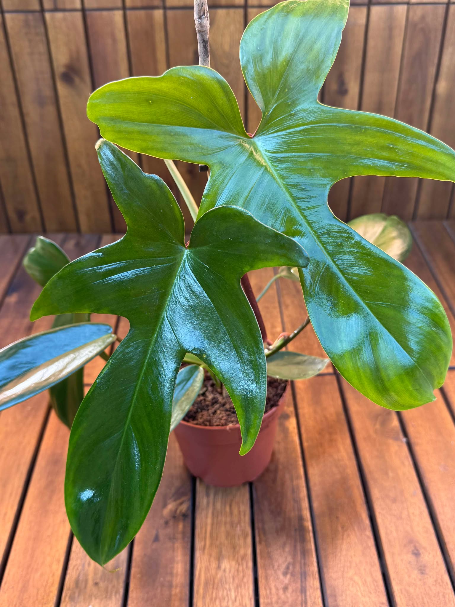 Philodendron Green Florida