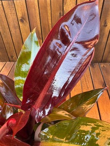 Philodendron Red Sun (exemplarul din foto)