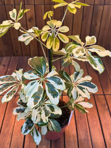 Schefflera Charlotte