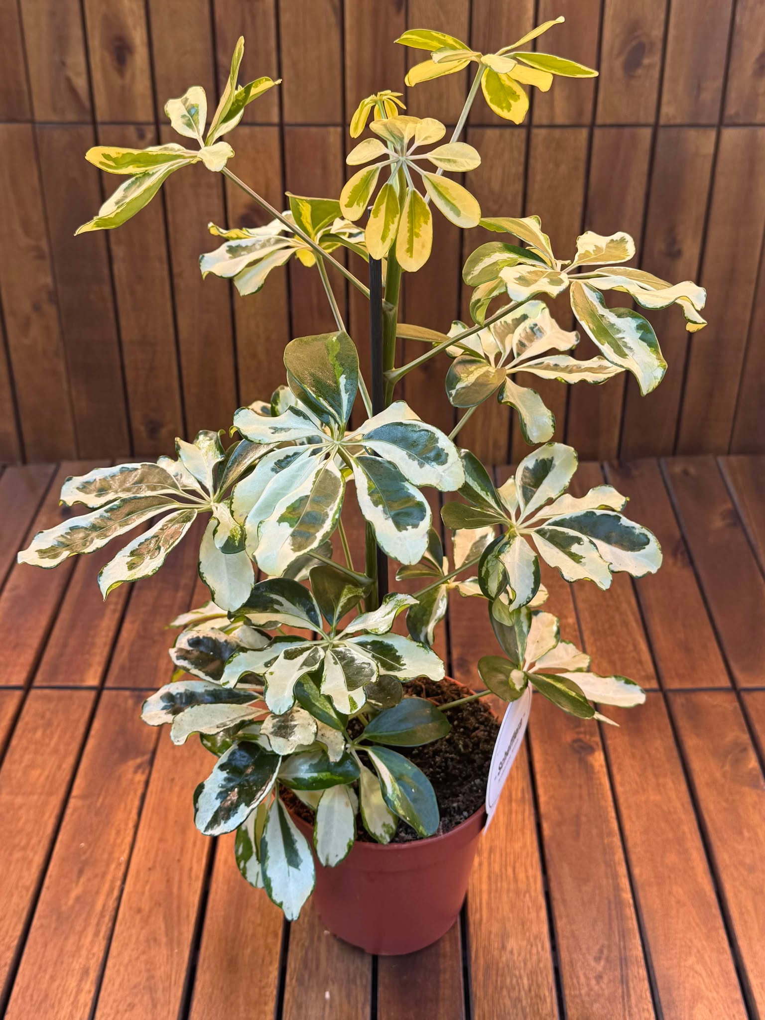 Schefflera Charlotte