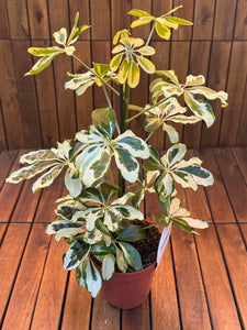 Schefflera Charlotte