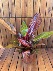 Philodendron Red Sun (exemplarul din foto)