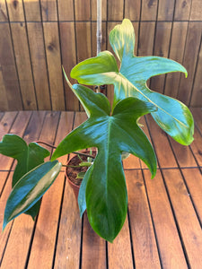 Philodendron Green Florida