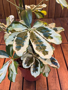 Schefflera Charlotte
