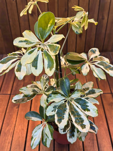 Schefflera Charlotte