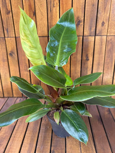 Philodendron Imperial Green