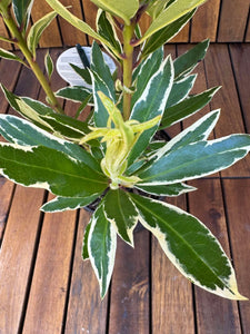 Rhododendron Ponticum Variegat