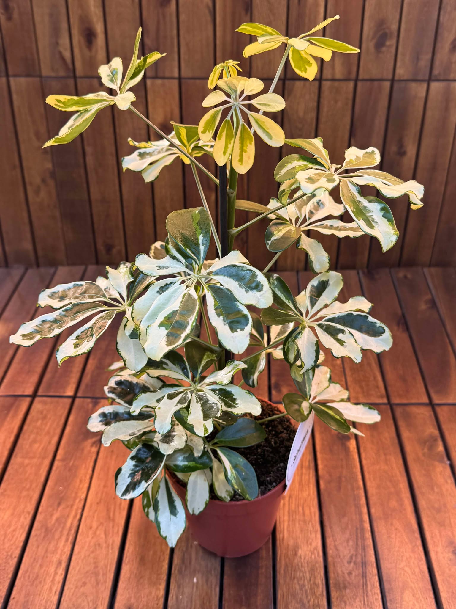 Schefflera Charlotte