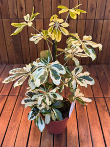 Schefflera Charlotte