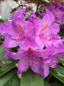 Rhododendron Ponticum Variegat