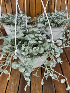 Dichondra Argentea Silver Falls