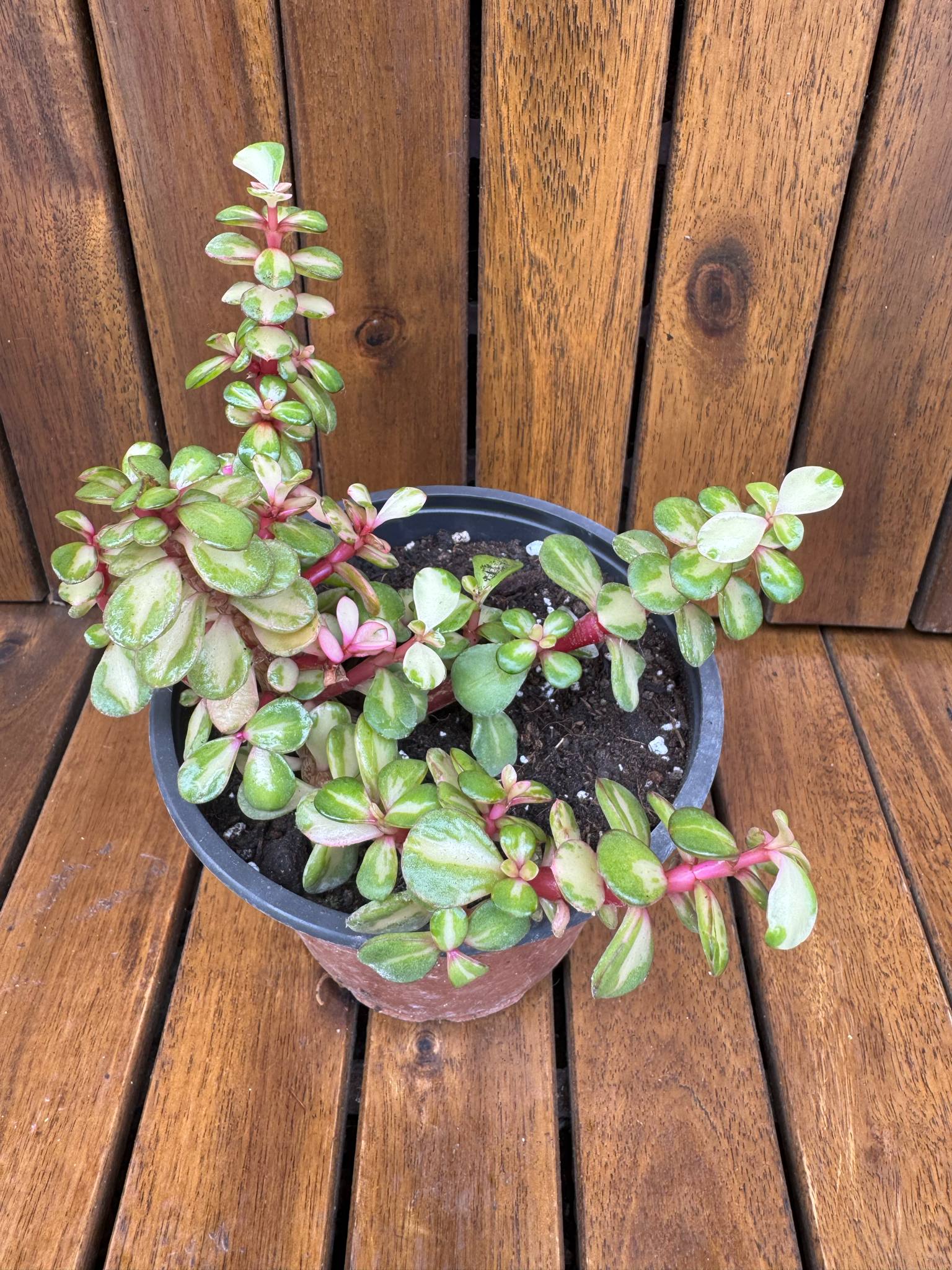 Portucalaria Afra Variegata