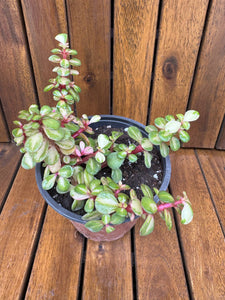 Portucalaria Afra Variegata