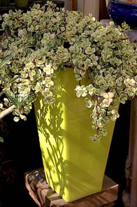 Portucalaria Afra Variegata