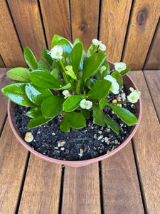 Euphorbia Milli Yellow