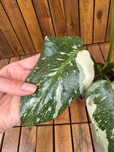 Monstera Thai Constellation (exemplarul din foto)
