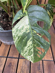 Epipremnum Cintho Goldfinger