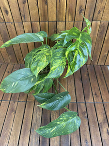 Epipremnum Cintho Goldfinger