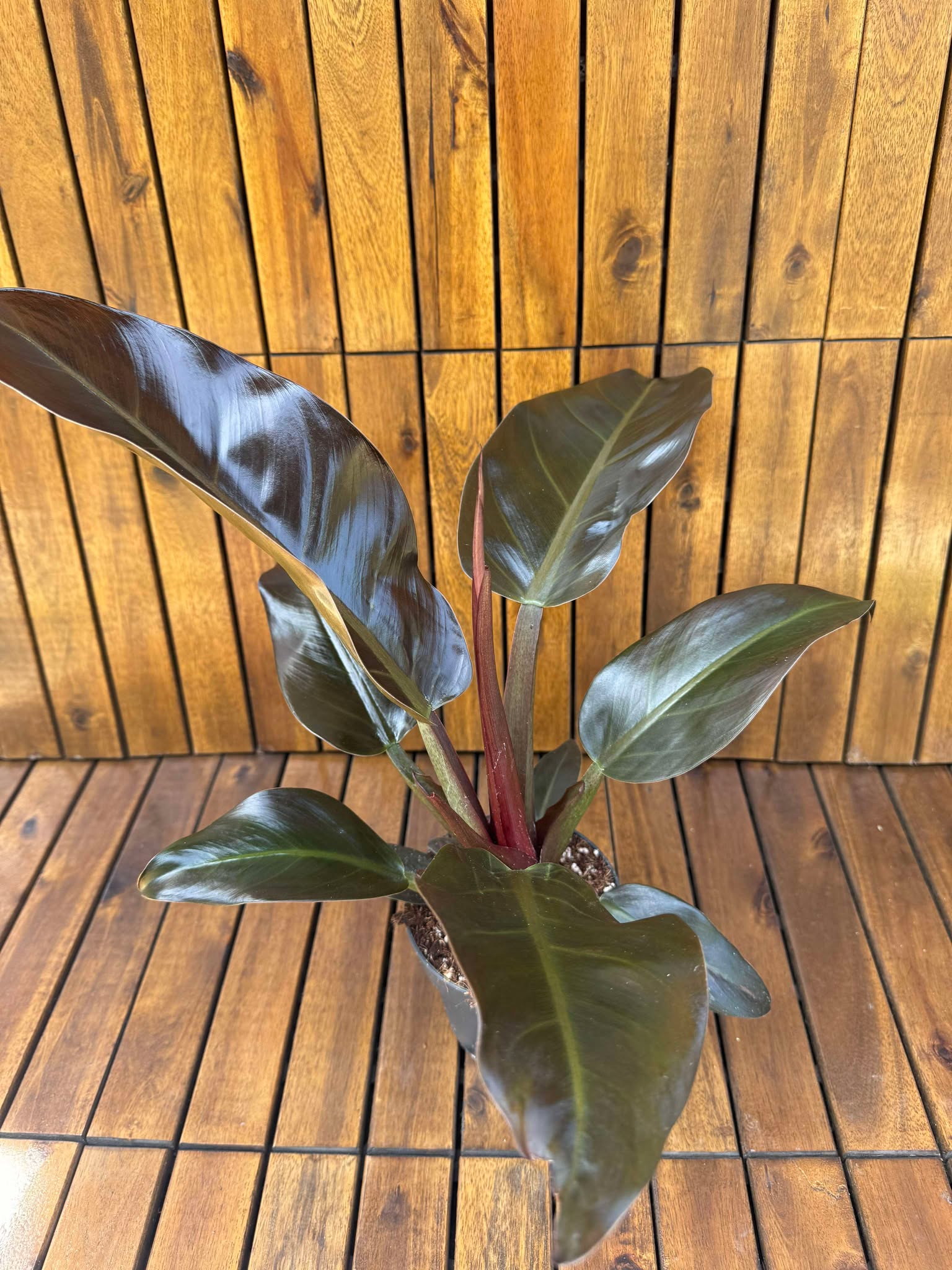 Philodendron Imperial Red