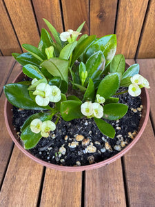 Euphorbia Milli Yellow