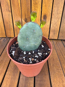 Opuntia Humifusa -25 C
