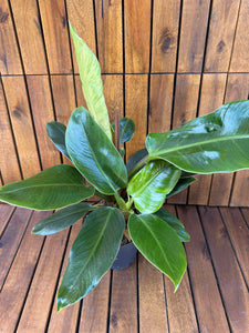 Philodendron Imperial Green
