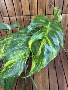 Epipremnum Cintho Goldfinger