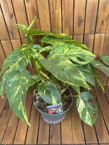 Epipremnum Cintho Goldfinger