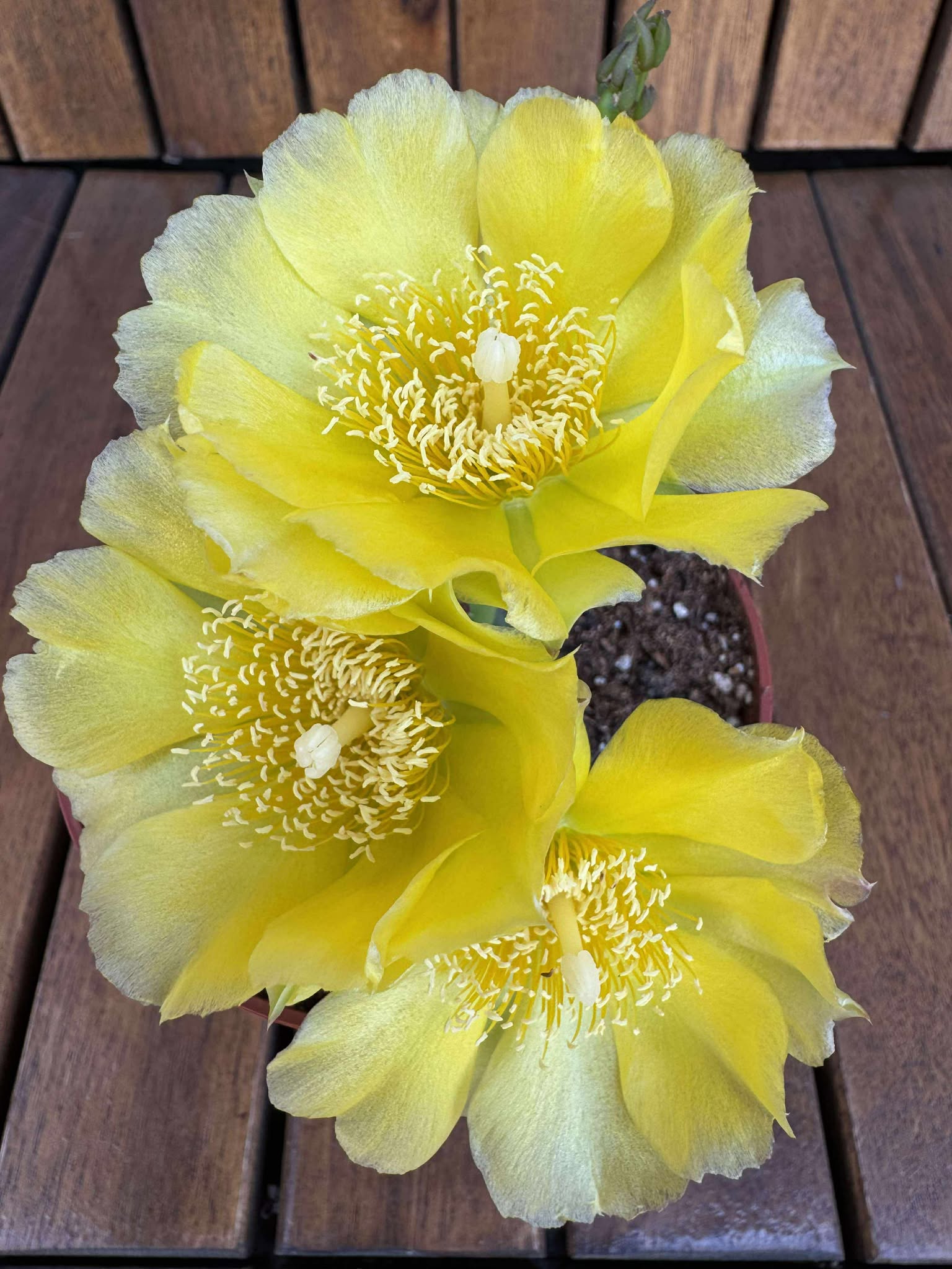 Opuntia Humifusa -25 C D11