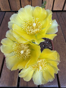 Opuntia Humifusa -25 C D11