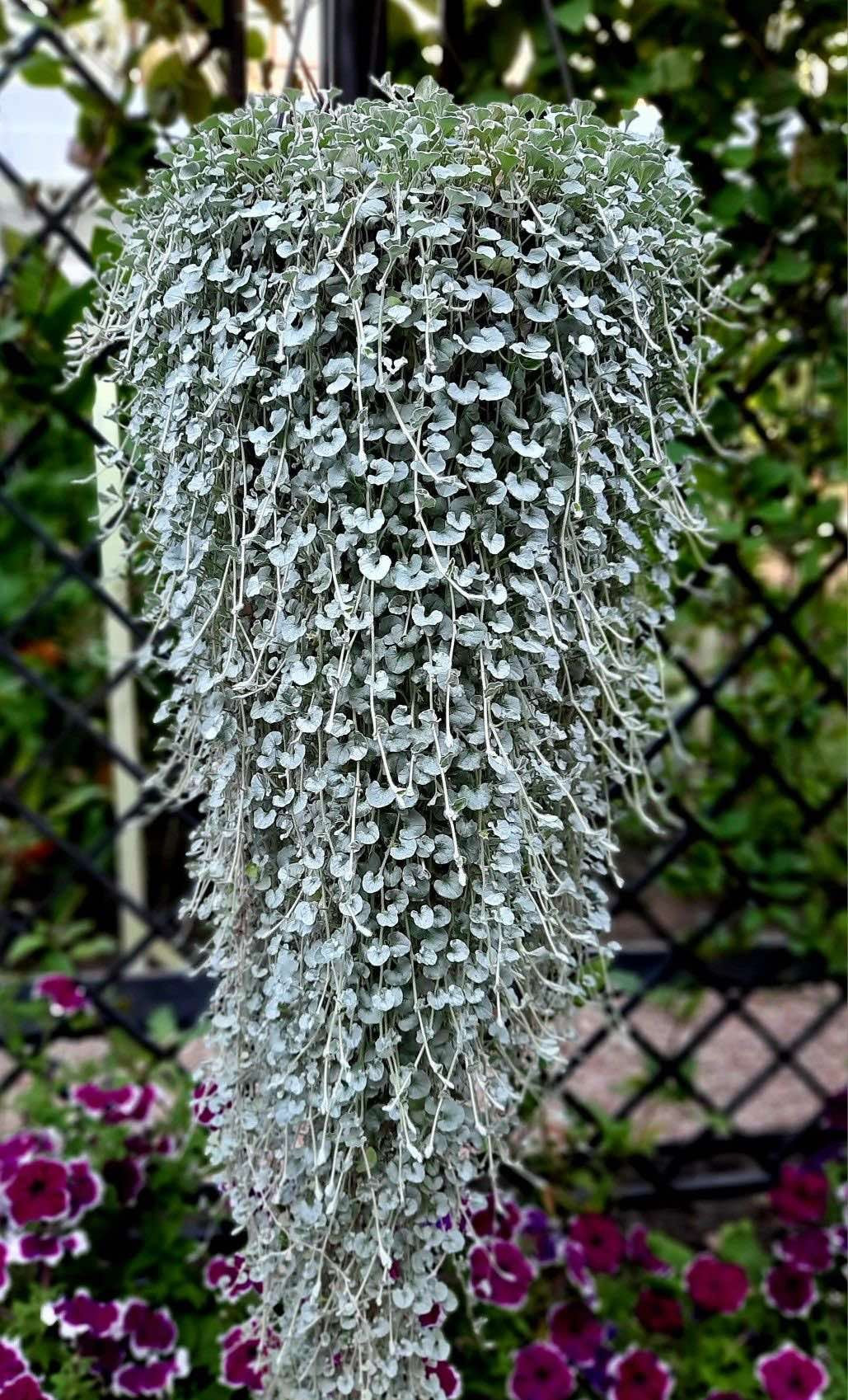 Dichondra Argentea Silver Falls