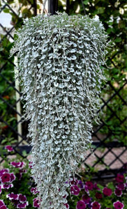 Dichondra Argentea Silver Falls