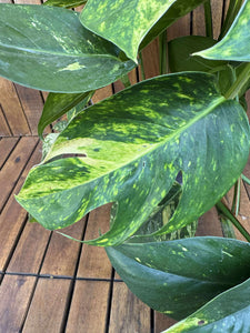 Epipremnum Cintho Goldfinger