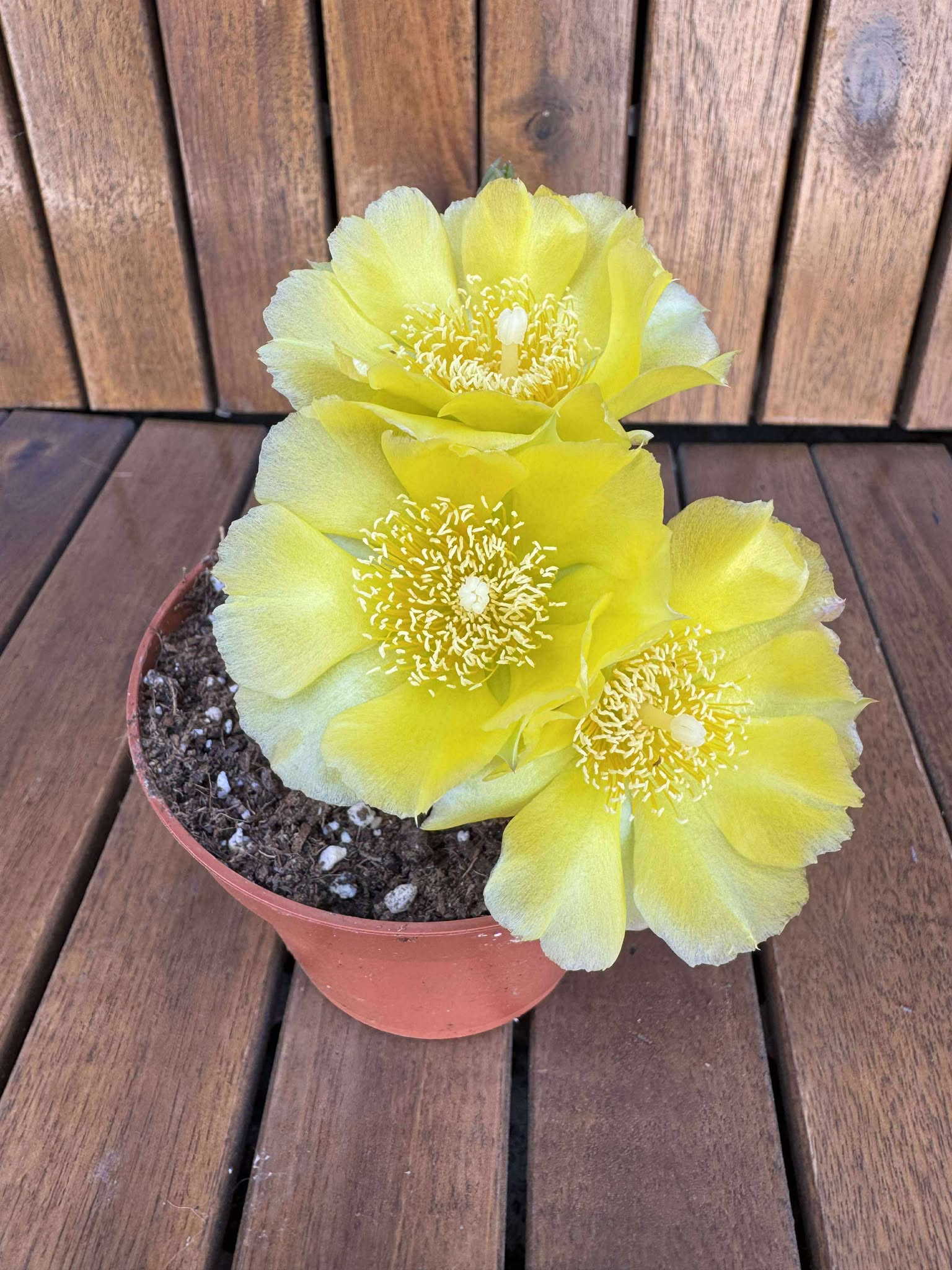 Opuntia Humifusa -25 C D11