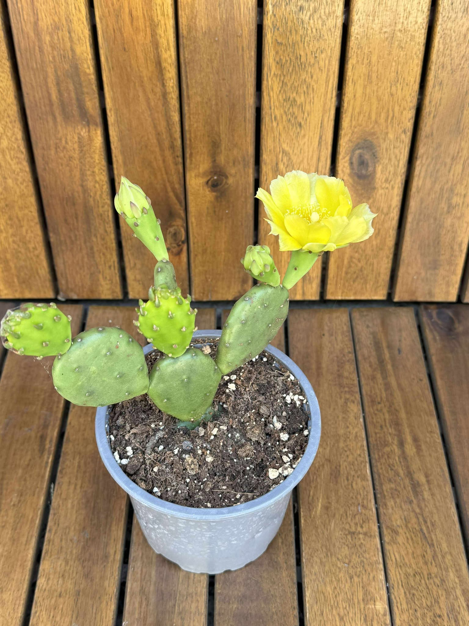 Opuntia Humifusa -25 C D11