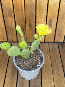 Opuntia Humifusa -25 C D11