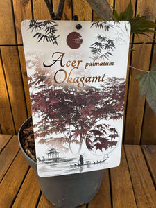 Artar japonez Okagami