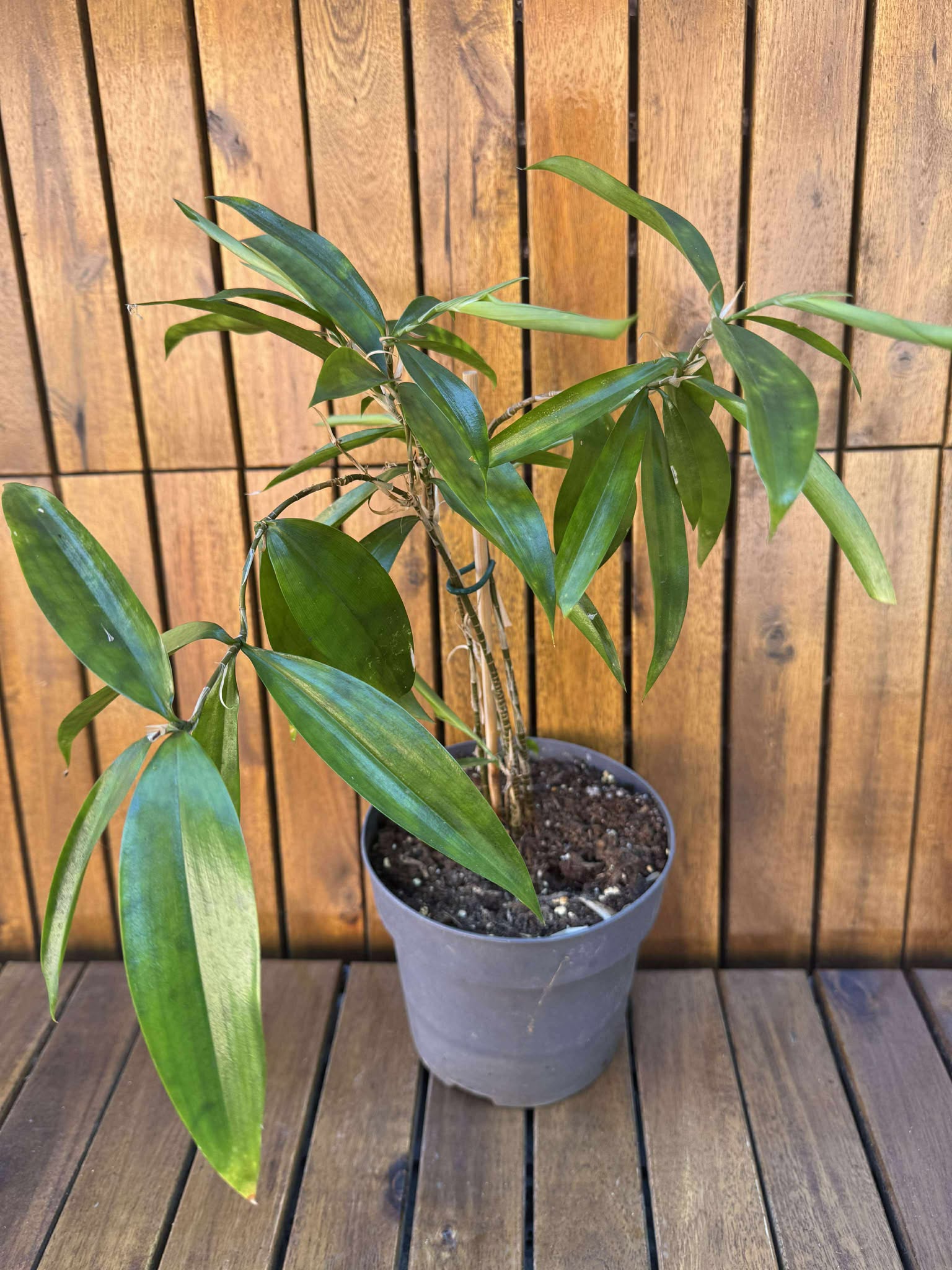 Dracaena Surculosa Exemplarul din foto)