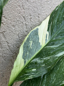 Spathyphyllum Diamond