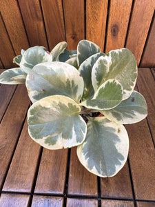 Peperomia Bicolor