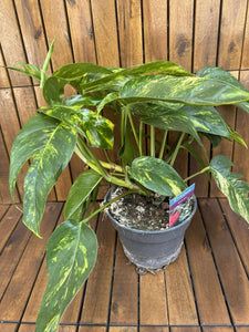 Epipremnum Cintho Goldfinger