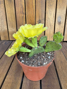 Opuntia Humifusa -25 C D11