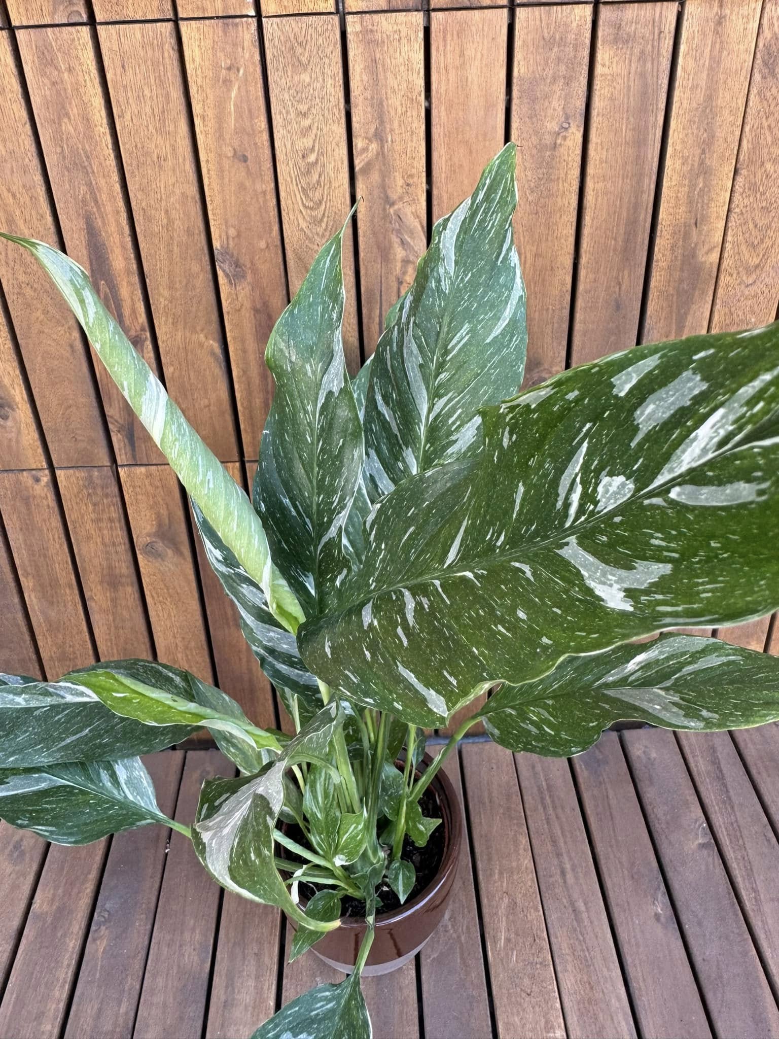 Spathyphyllum Diamond