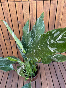 Spathyphyllum Diamond