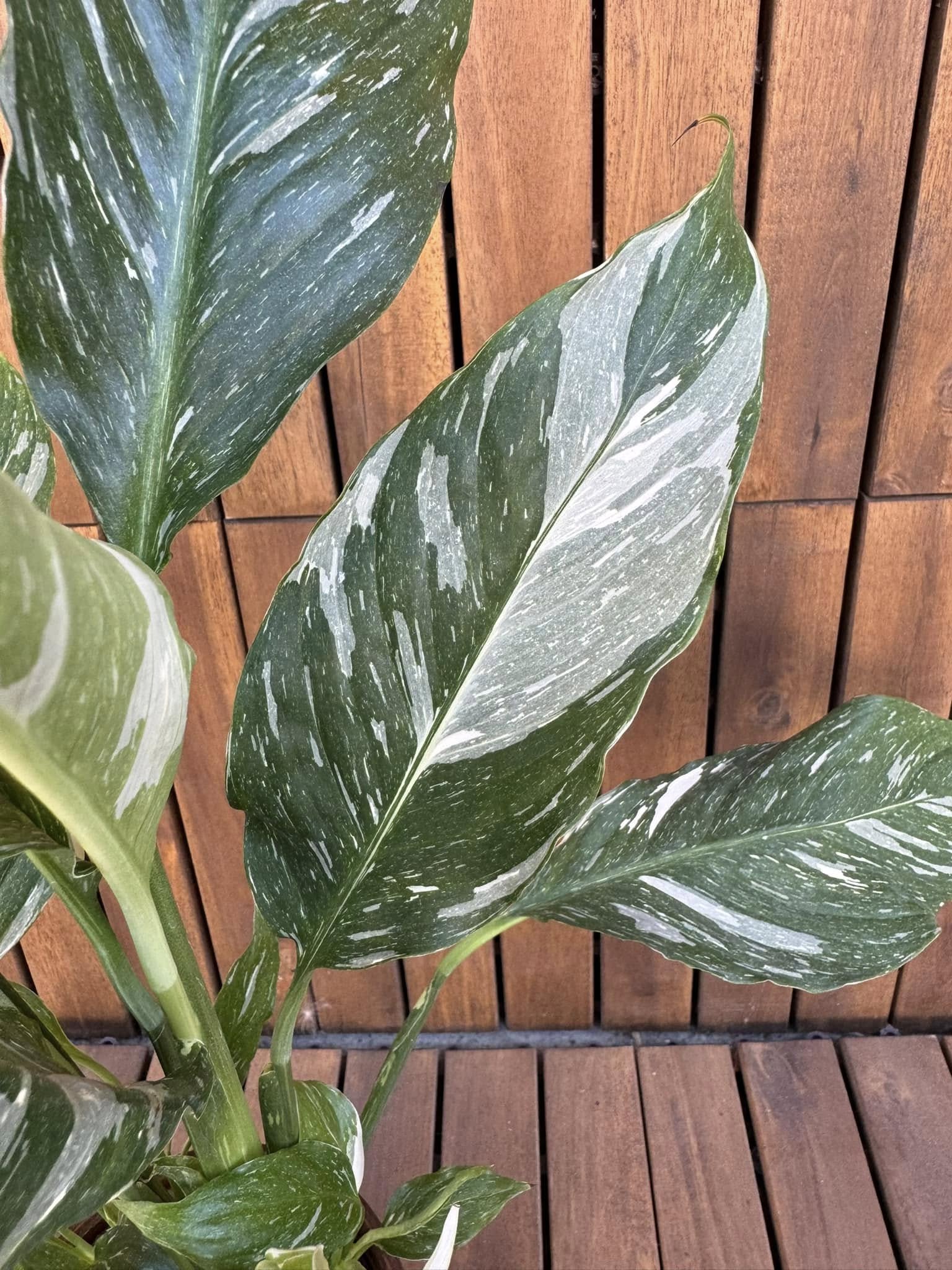Spathyphyllum Diamond