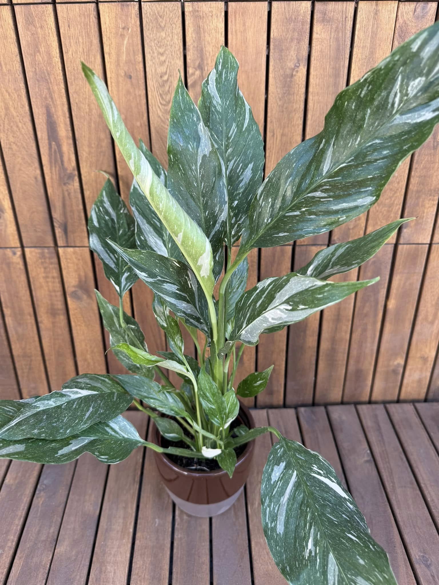 Spathyphyllum Diamond