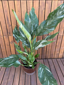 Spathyphyllum Diamond