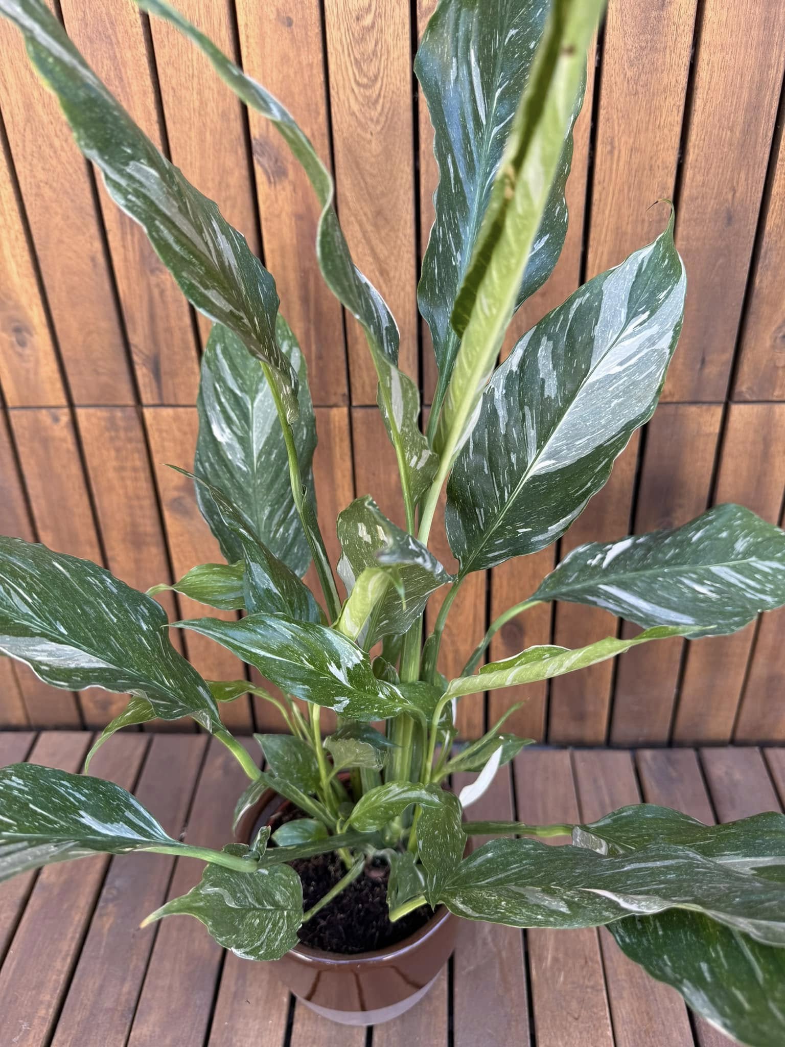 Spathyphyllum Diamond
