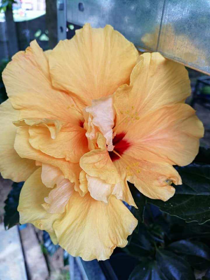 Hibiscus, crem