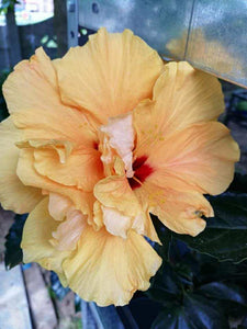 Hibiscus, crem